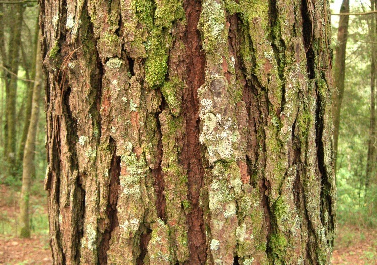 Bark on a Tree