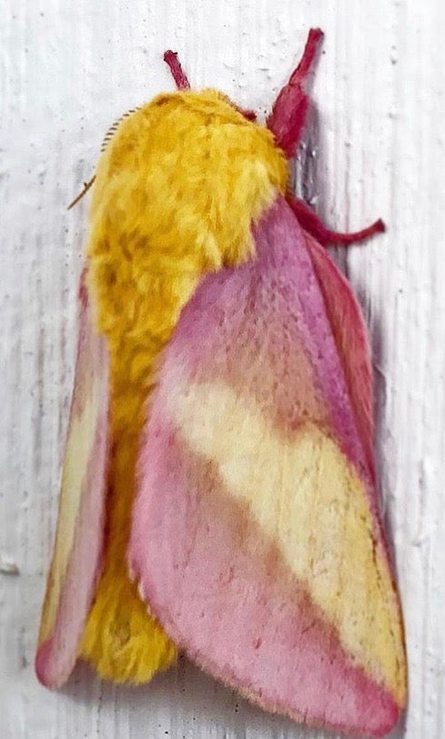 Kodachrom Moth
